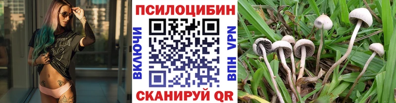 Псилоцибиновые грибы Cubensis  Брянск 